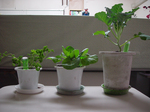 野菜.JPG